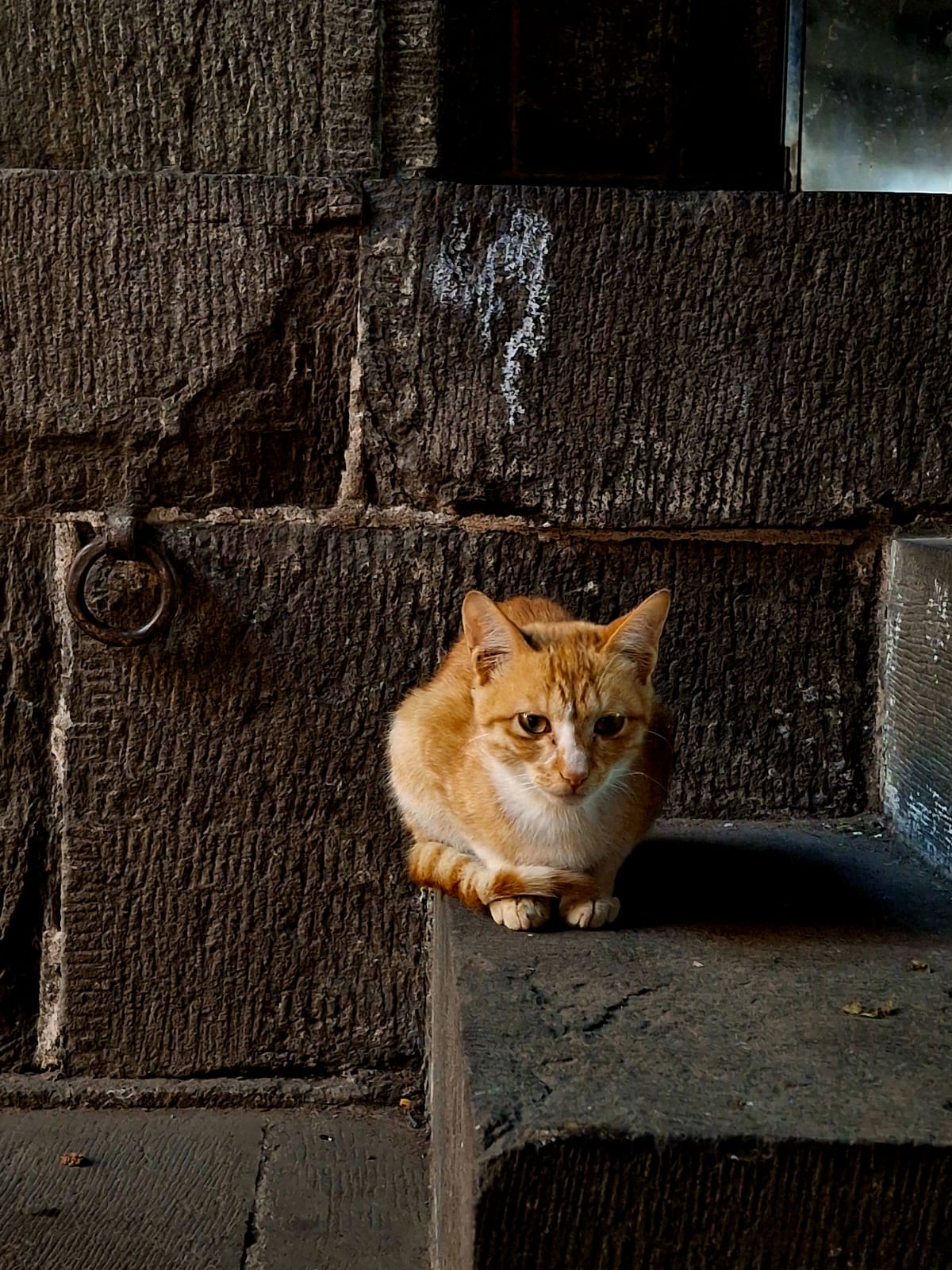 Pune cats